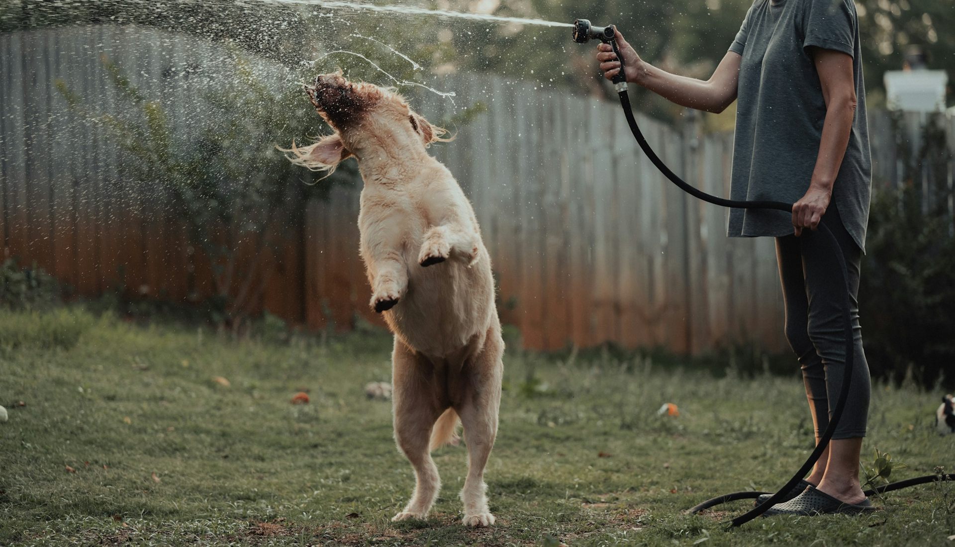 Mulher de camiseta cinza, sorrindo, molha com uma mangueira um cachorro de pelo claro que se ergue nas patas traseiras para abocanhar o jato de água num quintal gramado